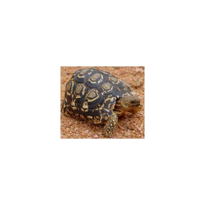 Stigmochelys pardalis
