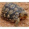 Stigmochelys pardalis
