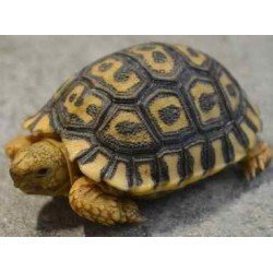 Stigmochelys pardalis