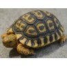 Stigmochelys pardalis