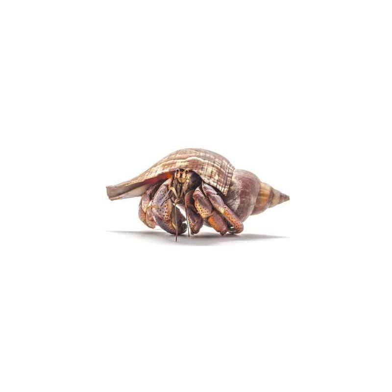 Coenobita clypeatus