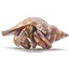 Coenobita clypeatus