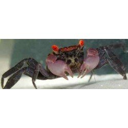 GEOSESARMA SP. Vampir Crab