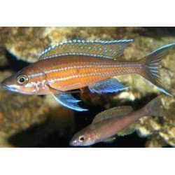 PARACYPRICHROMIS NIGRIPINNIS BLUE NEON