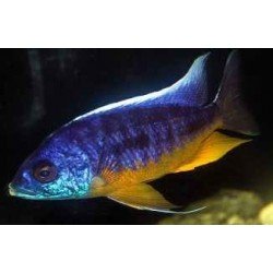 PROTOMELAS SPILONOTUS TANZANIA