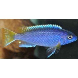 PSEUDOTROPHEUS ACEI LUWALA