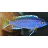 PSEUDOTROPHEUS ACEI LUWALA
