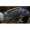 PSEUDOTROPHEUS ACEI NGARA/BLUE ACEI