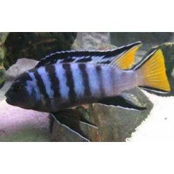 PSEUDOTROPHEUS ELONGATUS MPANGA