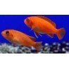 PSEUDOTROPHEUS SAULOSI CORAL RED