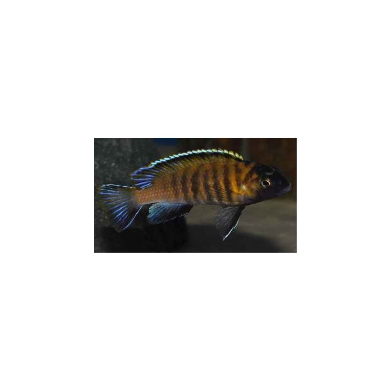 PSEUDOTROPHEUS TROPHEOPS RED FIN