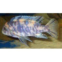 PSEUDOTROPHEUS ZEBRA OB