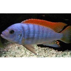 PSEUDOTROPHEUS ZEBRA RED FIN