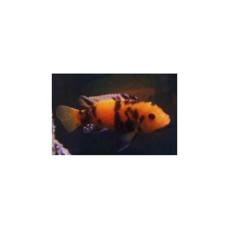 PSEUDOTROPHEUS ZEBRA RED OB