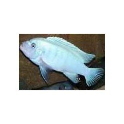 PSEUDOTROPHEUS/MAYLANDIA CALLANOIS PEARL WHITE