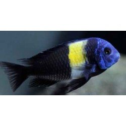 TROPHEUS DUBOISI MASWA
