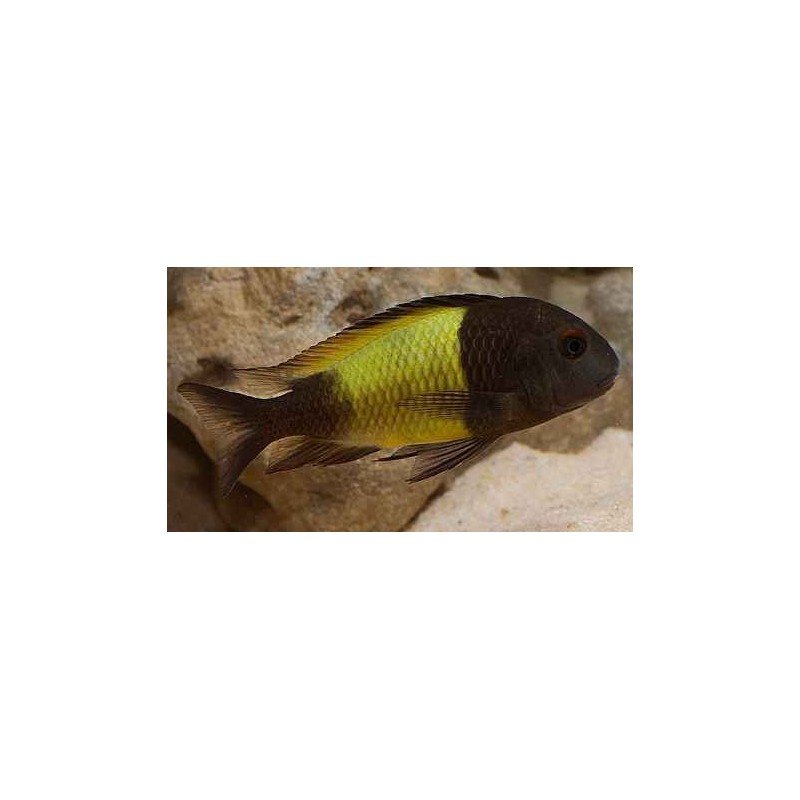 TROPHEUS MOORII IKOLA