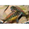 TROPHEUS MOORII RED RAINBOW KAMBWIMBA