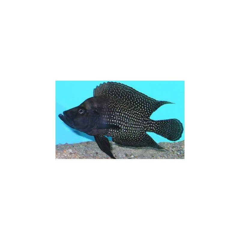 ALTOLAMPROLOGUS CALVUS BLACK FIN