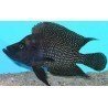 ALTOLAMPROLOGUS CALVUS BLACK FIN