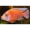 AULONOCARA SP. FIRE