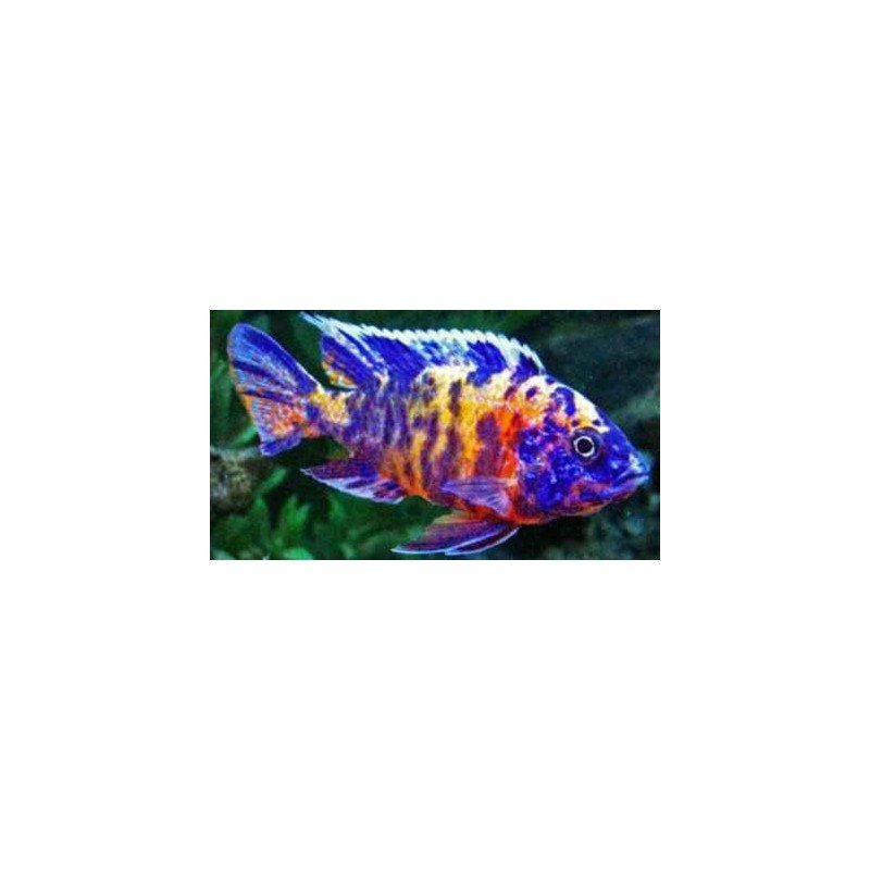 AULONOCARA SP. ORANGE BLUE