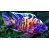 AULONOCARA SP. ORANGE BLUE
