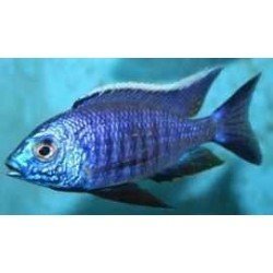 COPADICHROMIS SP. NEW BLUE NEON