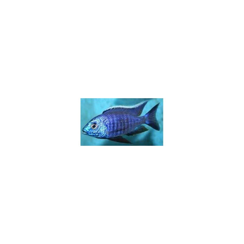 COPADICHROMIS SP. NEW BLUE NEON