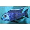 COPADICHROMIS SP. NEW BLUE NEON