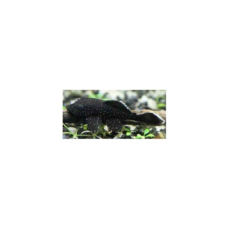 ANCISTRUS HOPLOGENYS