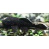 ANCISTRUS HOPLOGENYS