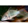 BROCHIS SPLENDENS