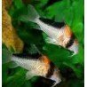 CORYDORAS ADOLFOI