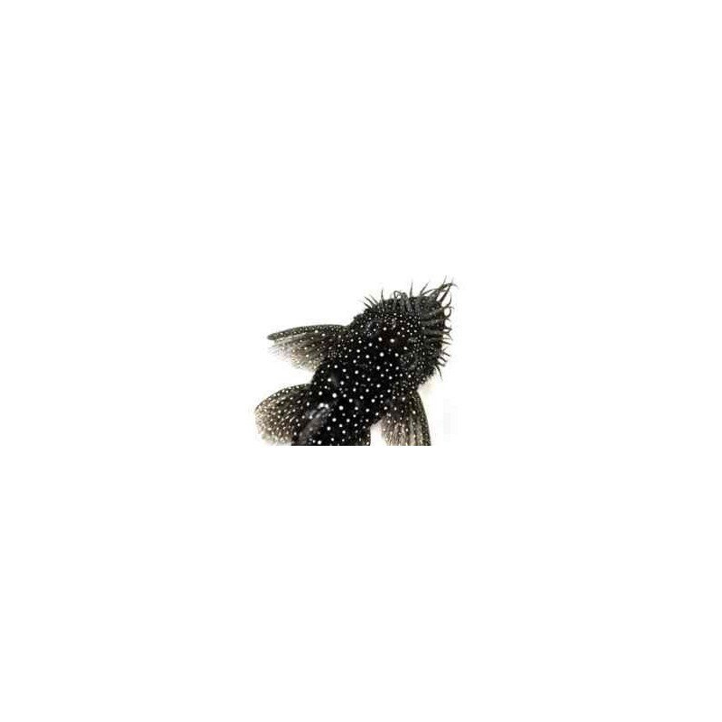 L 107 ANCISTRUS SP