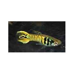 POECILIA ENDLERI TIGER
