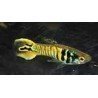 POECILIA ENDLERI TIGER