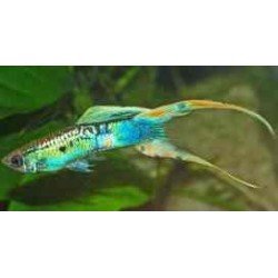 POECILIA RETICULATA DOUBLE SWORD SMARAGD