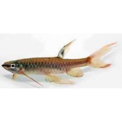COPELLA ARNOLDI