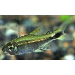 HEMIGRAMMUS HYANUARY