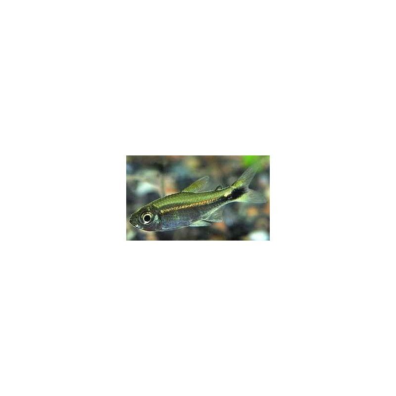 HEMIGRAMMUS HYANUARY