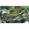 HEMIGRAMMUS HYANUARY