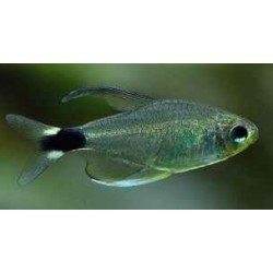 HYPHESSOBRYCON ELACHYS