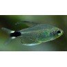 HYPHESSOBRYCON ELACHYS