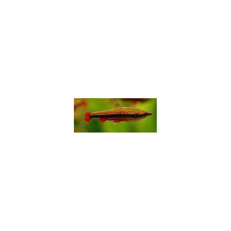 NANNOSTOMUS BECKFORDI red