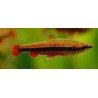 NANNOSTOMUS BECKFORDI red