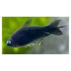 NEMATOBRYCON PALMERI BLACK