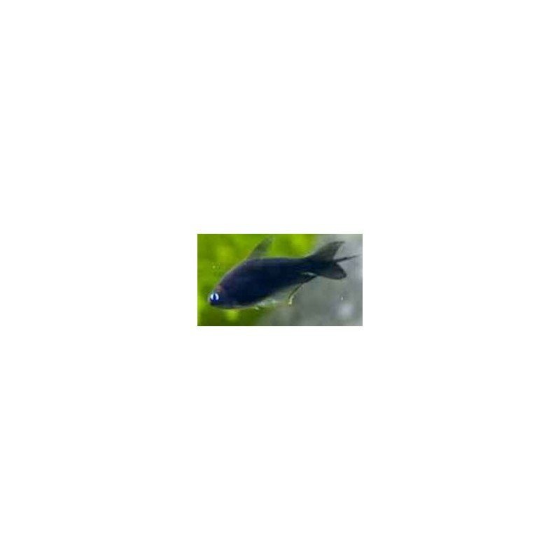 NEMATOBRYCON PALMERI BLACK