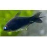 NEMATOBRYCON PALMERI BLACK