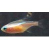 PARACHEIRODON INNESI GOLD